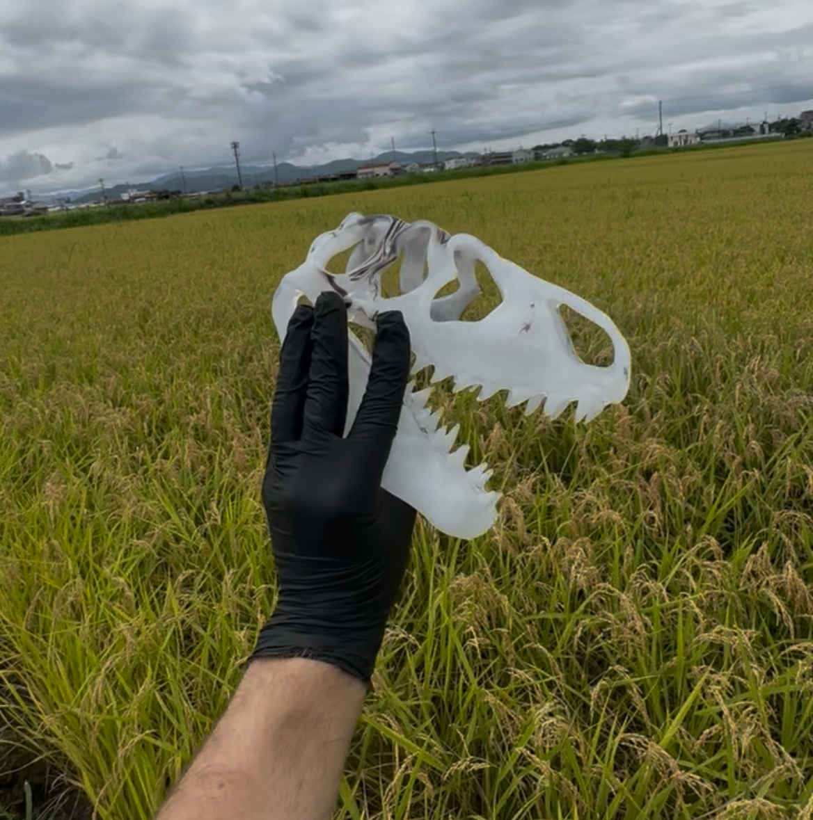 T rex skull White collab with @buddhaflow_glass